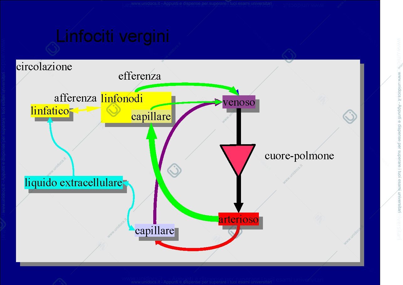 Anteprima pagina 4 — antigeni e adiuvanti