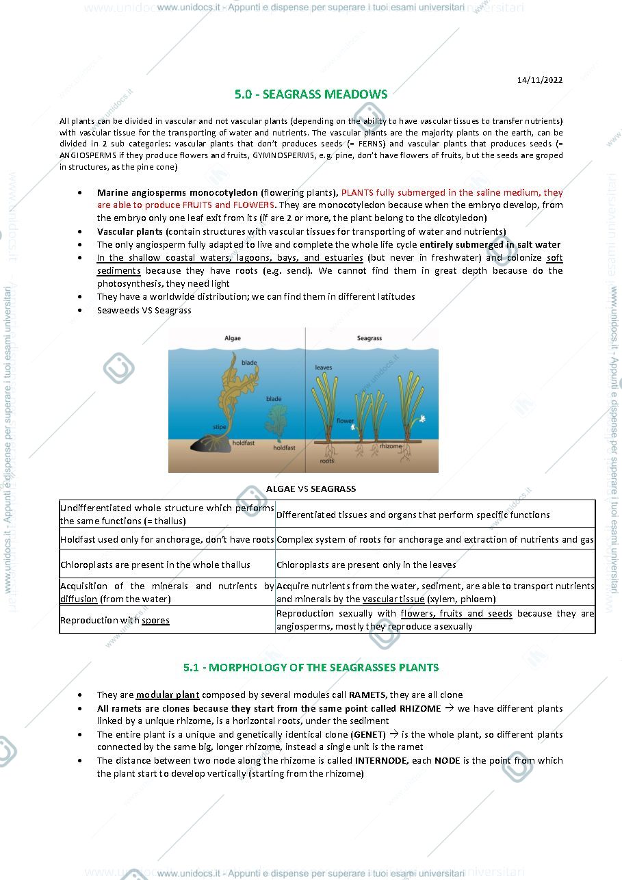 Anteprima pagina 1 — Appunti Seagrasses 