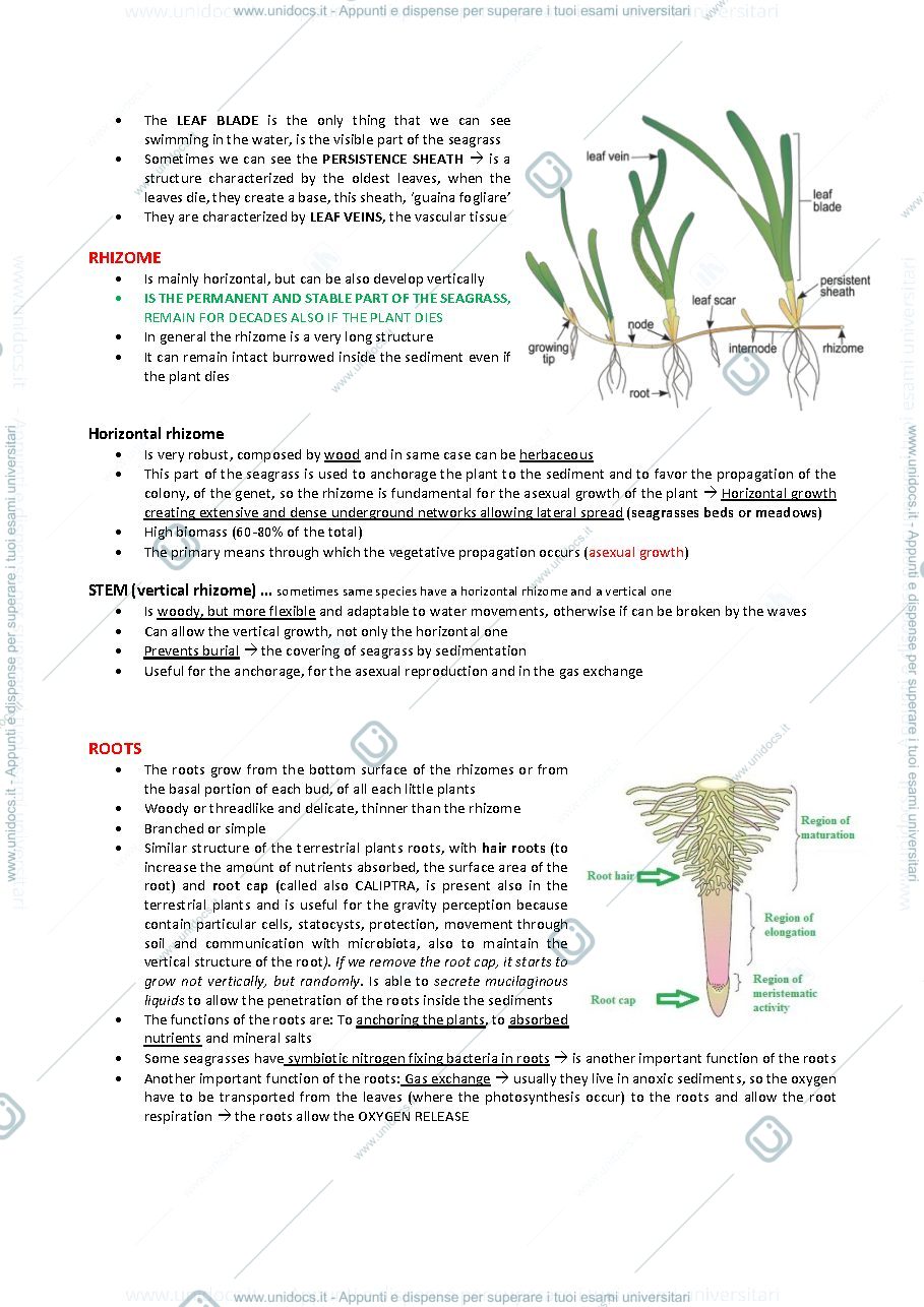 Anteprima pagina 2 — Appunti Seagrasses 