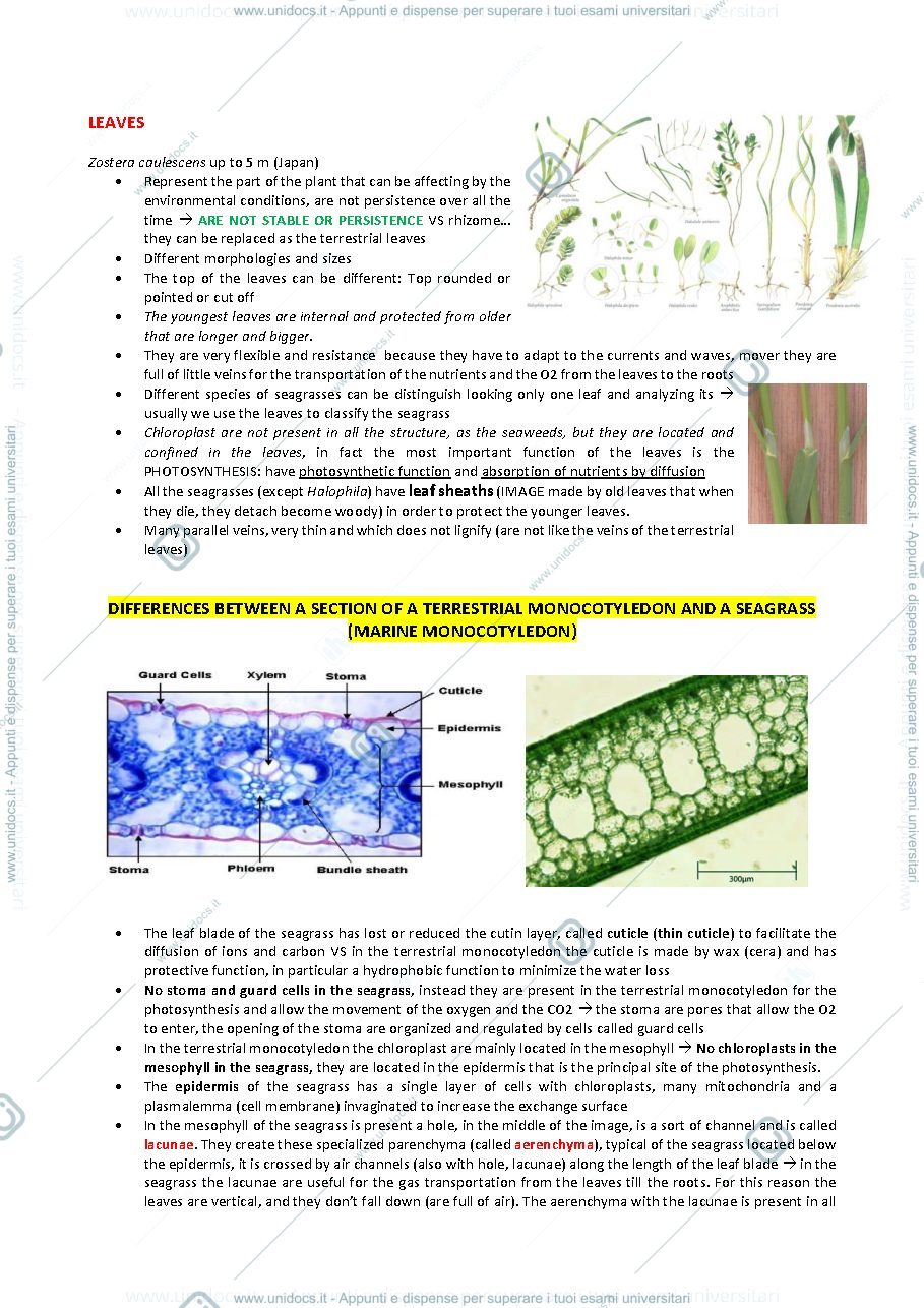 Anteprima pagina 3 — Appunti Seagrasses 