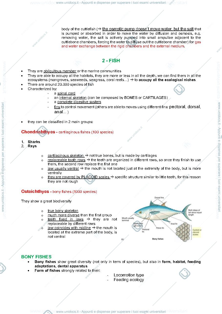 Anteprima pagina 2 — Appunti nekton 
