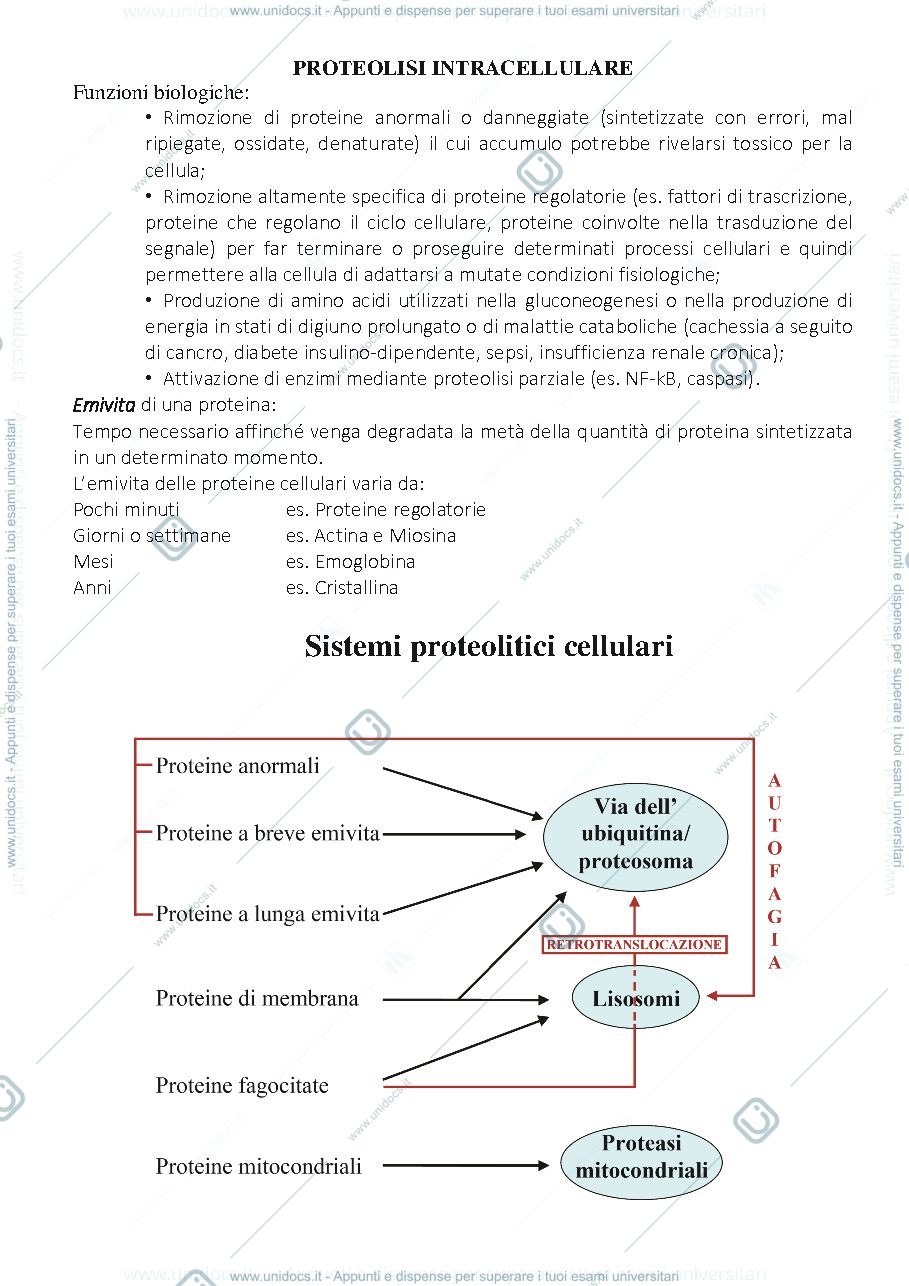 Anteprima pagina 1 — Proteolisi intracellulare