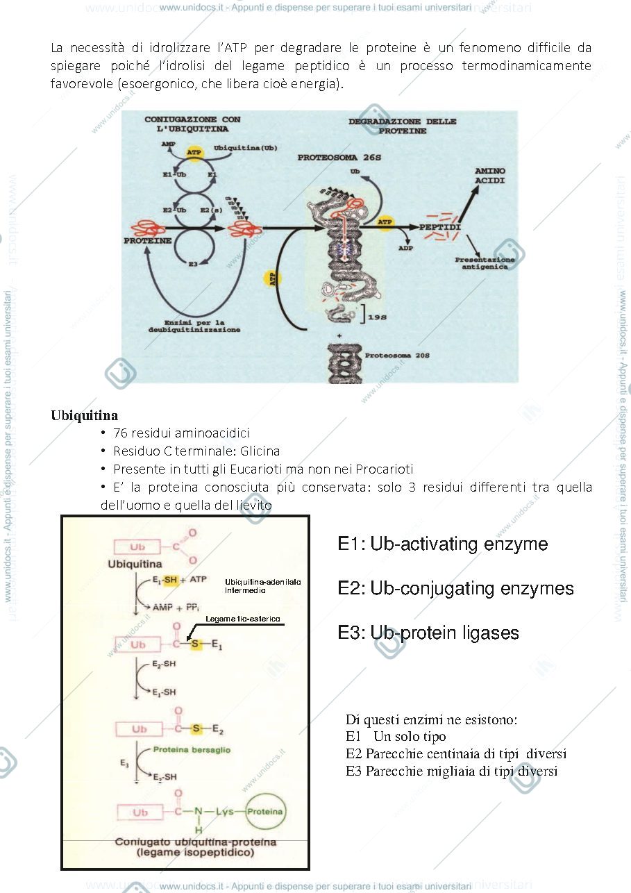 Anteprima pagina 2 — Proteolisi intracellulare