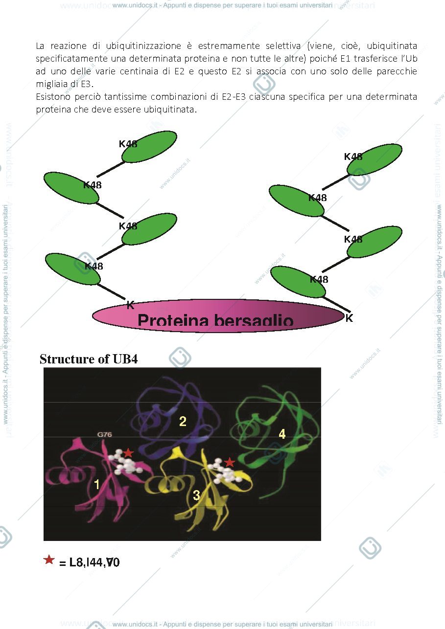 Anteprima pagina 3 — Proteolisi intracellulare