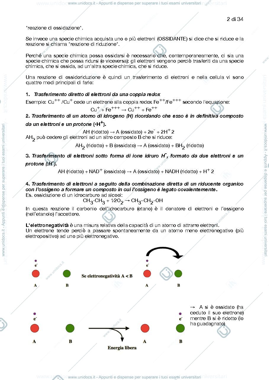Anteprima pagina 2 — Introduzione al metabolismo, glicolisi, gluconeogenesi, ciclo di krebs