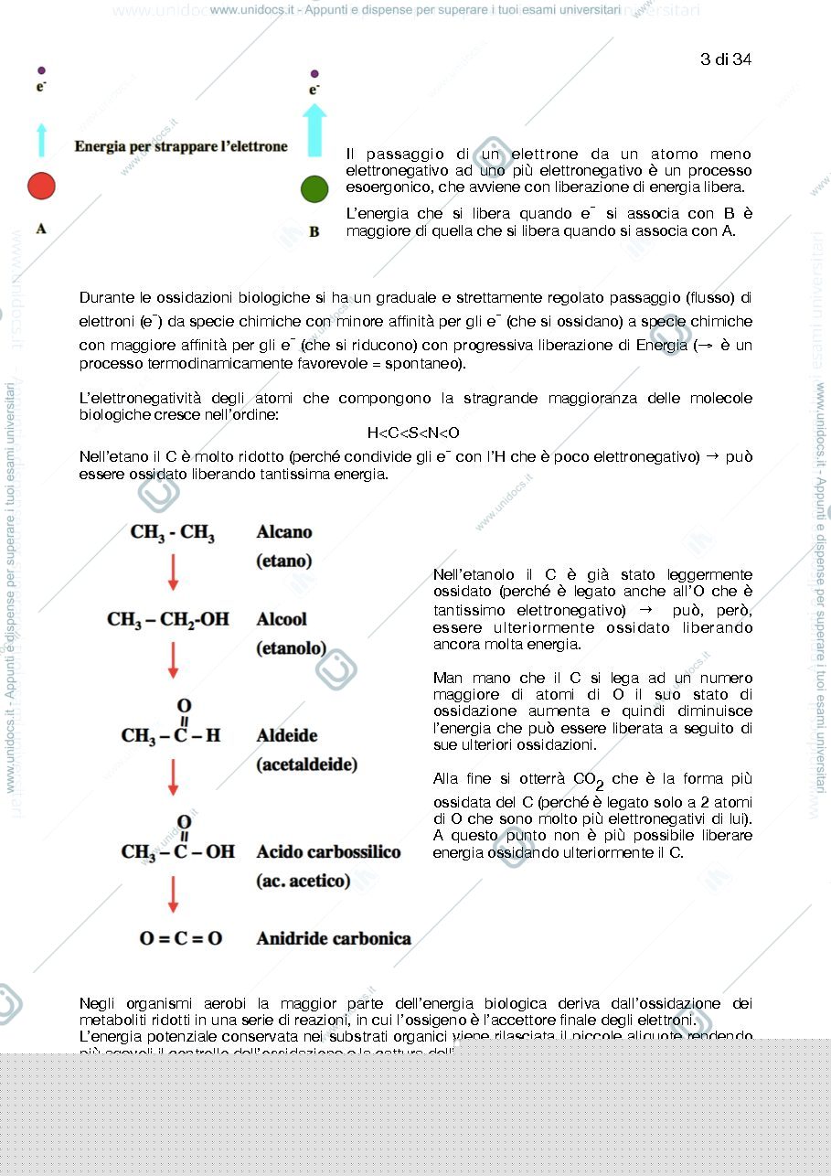 Anteprima pagina 3 — Introduzione al metabolismo, glicolisi, gluconeogenesi, ciclo di krebs