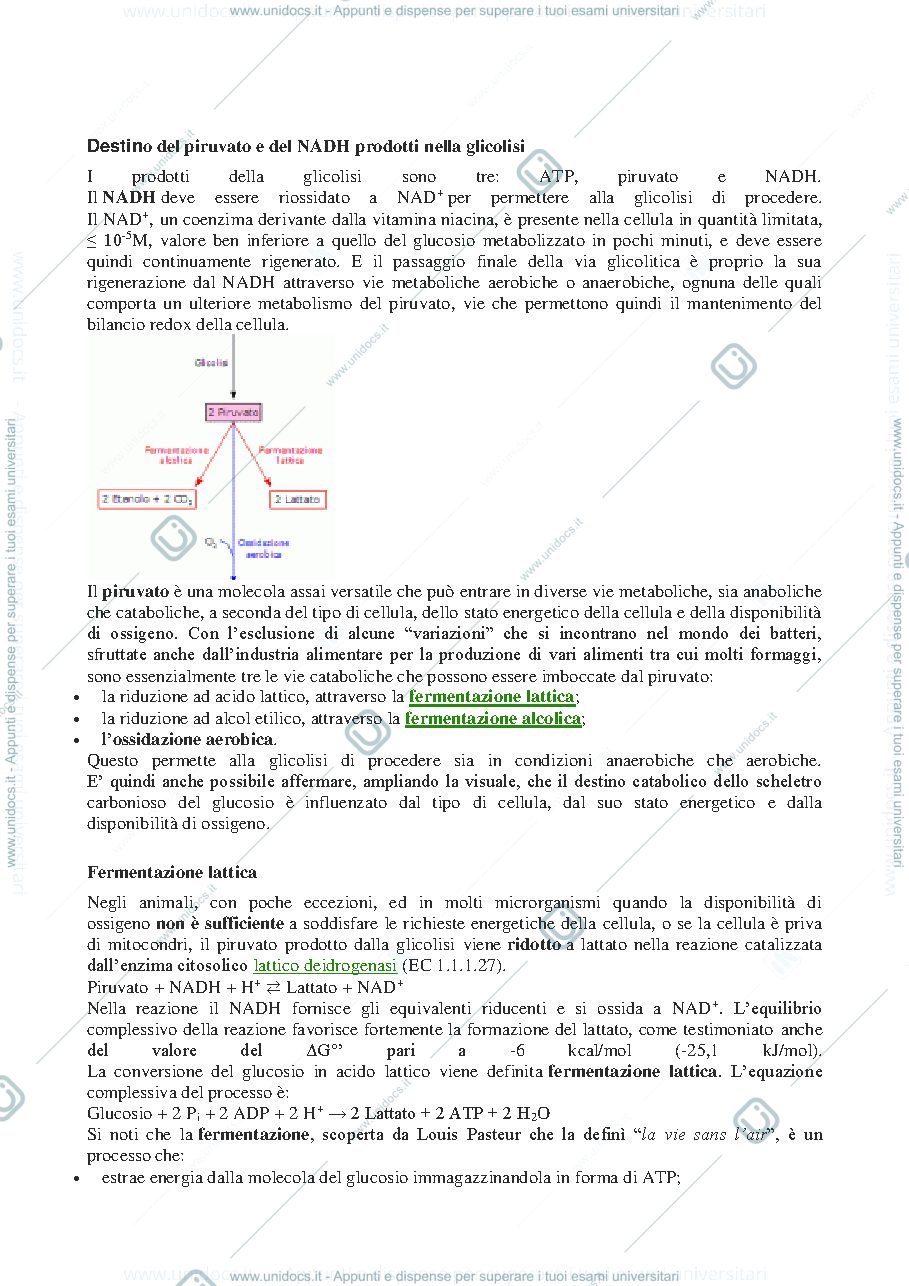 Anteprima pagina 1 — Destino del PIRUVATO E NADH