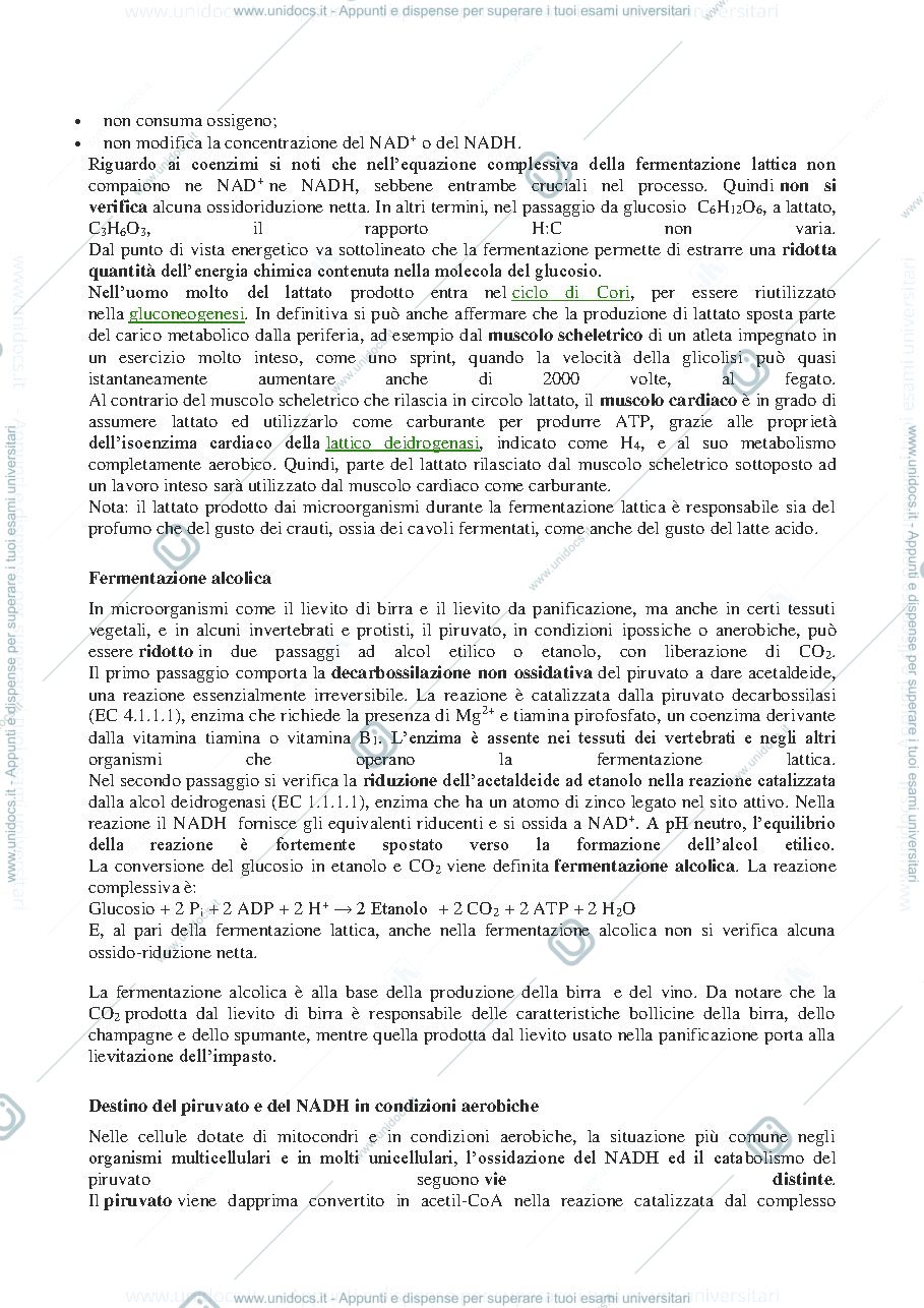 Anteprima pagina 2 — Destino del PIRUVATO E NADH