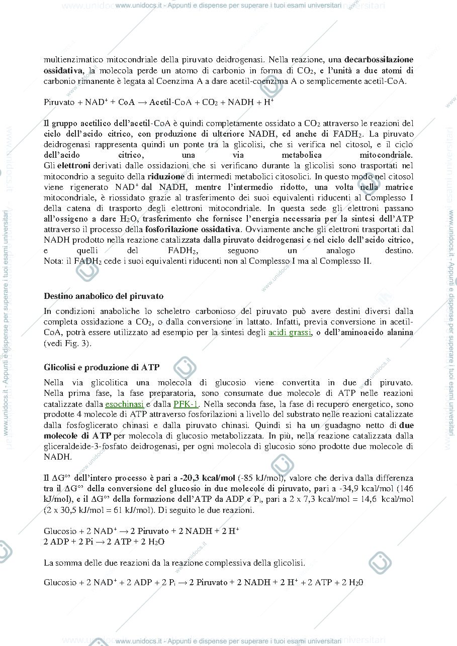 Anteprima pagina 3 — Destino del PIRUVATO E NADH