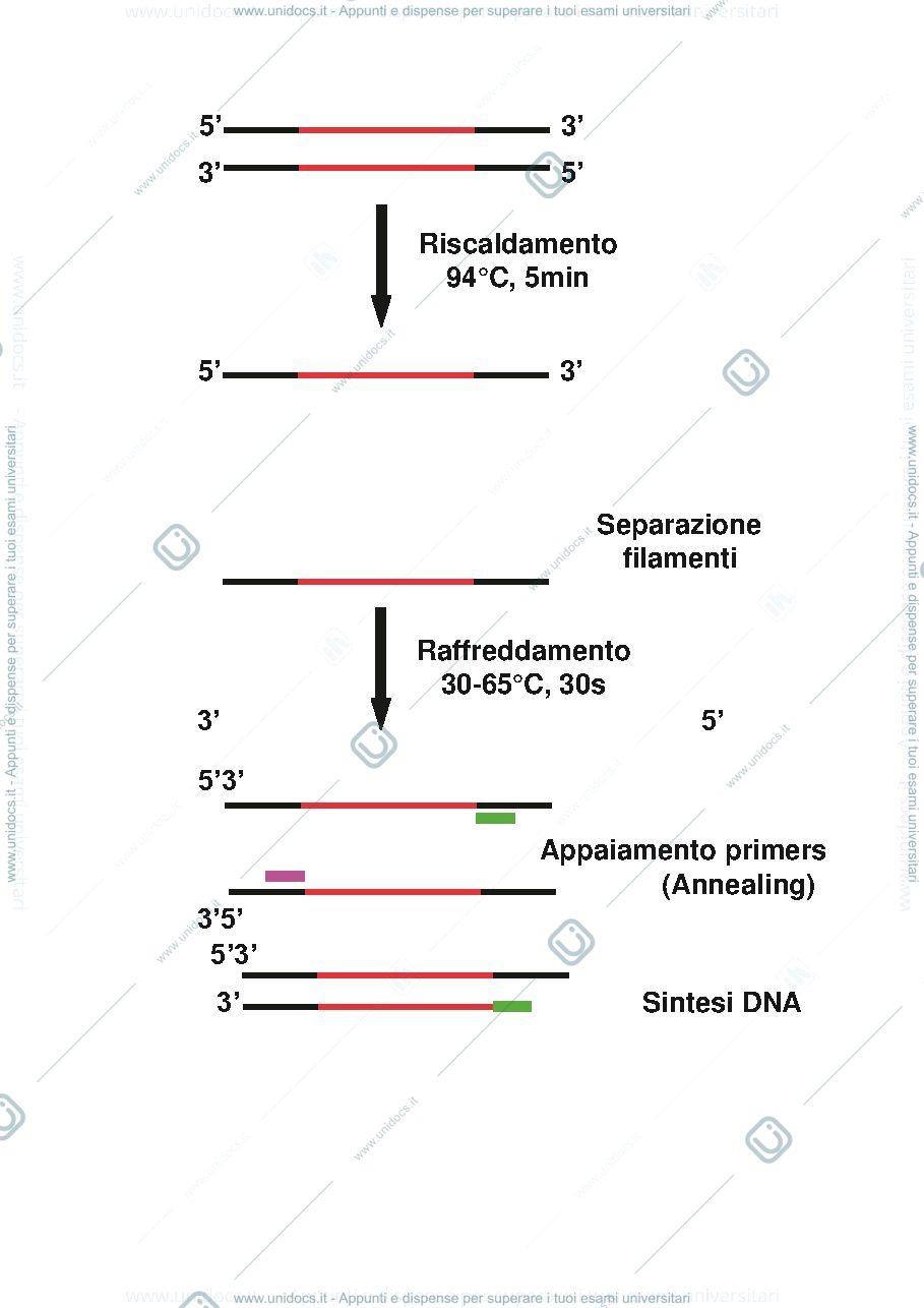 Anteprima pagina 2 — Utilizzi e funzionamento PCR