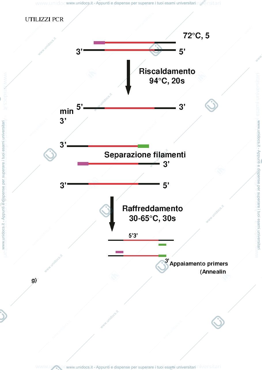 Anteprima pagina 3 — Utilizzi e funzionamento PCR