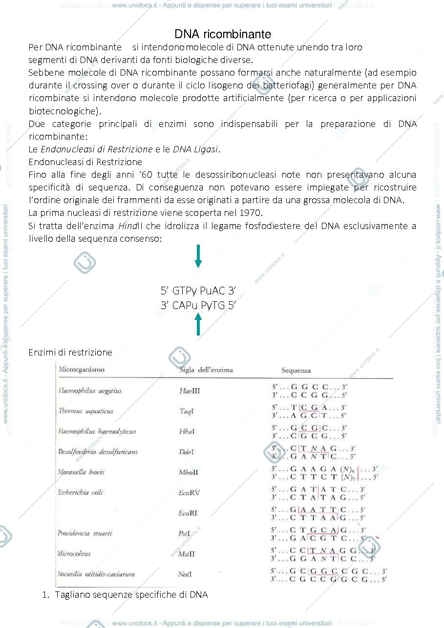 Anteprima pagina 1 — DNA RICOMBINANTE E STRATEGIE DI BASE PER IL CLONAGGIO