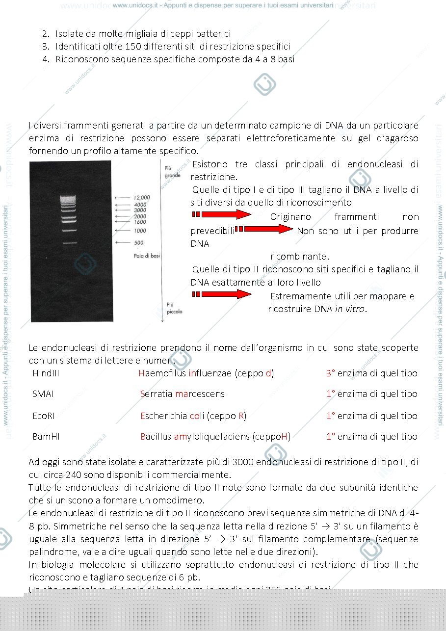 Anteprima pagina 2 — DNA RICOMBINANTE E STRATEGIE DI BASE PER IL CLONAGGIO