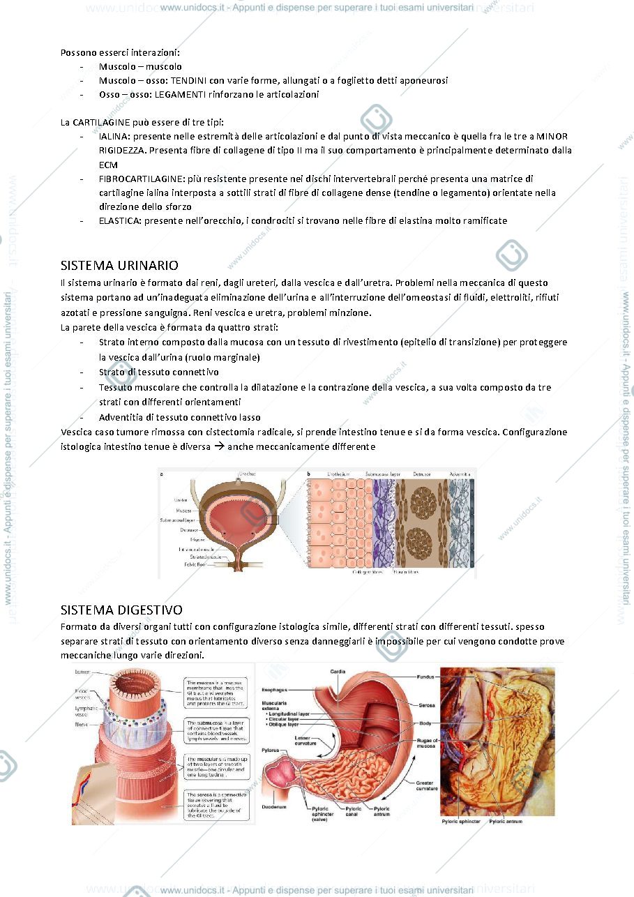 Anteprima pagina 2 — Anatomia funzionale
