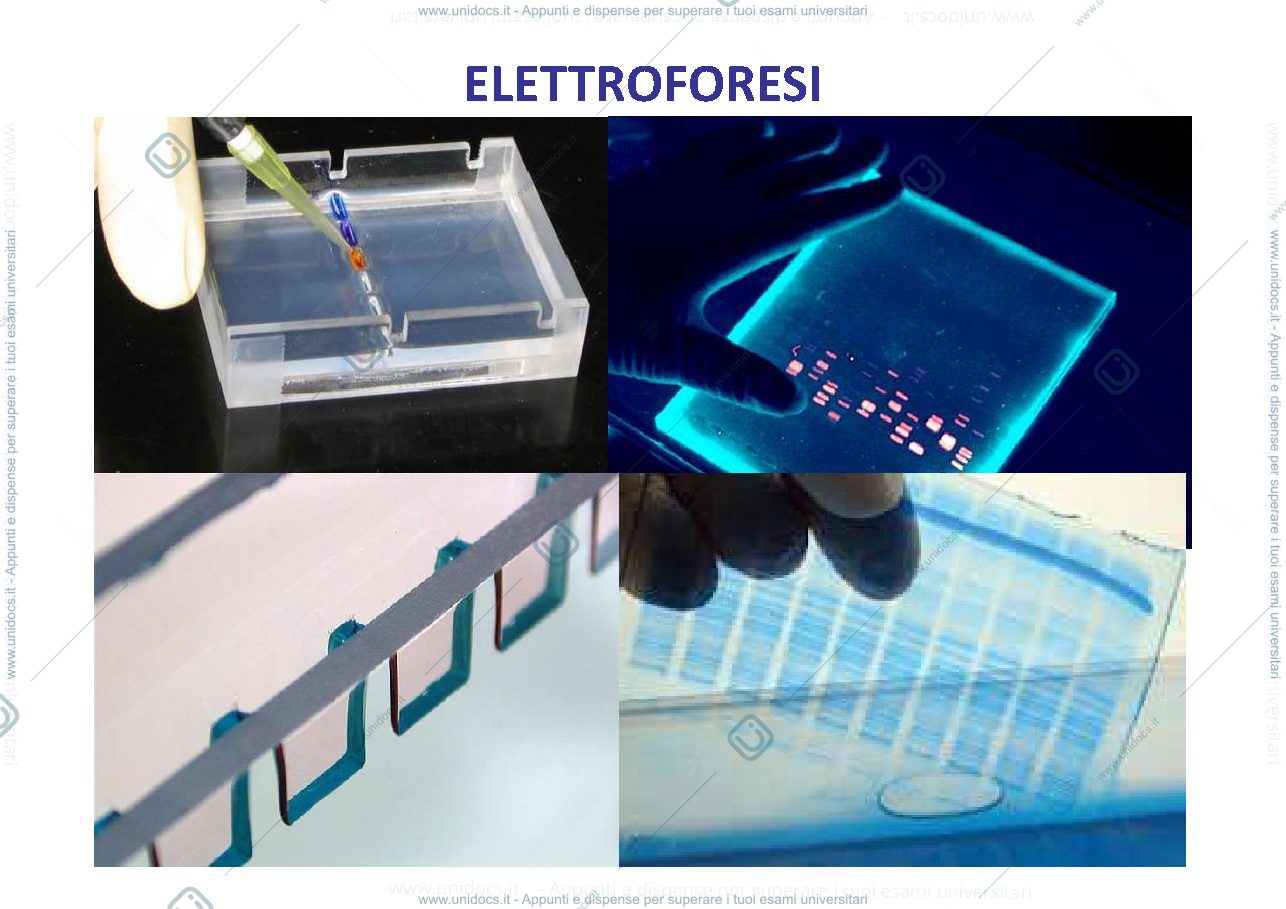 Anteprima pagina 1 — Elettroforesi-