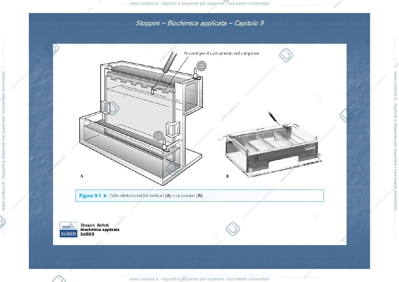 Anteprima pagina 2 — Elettroforesi-