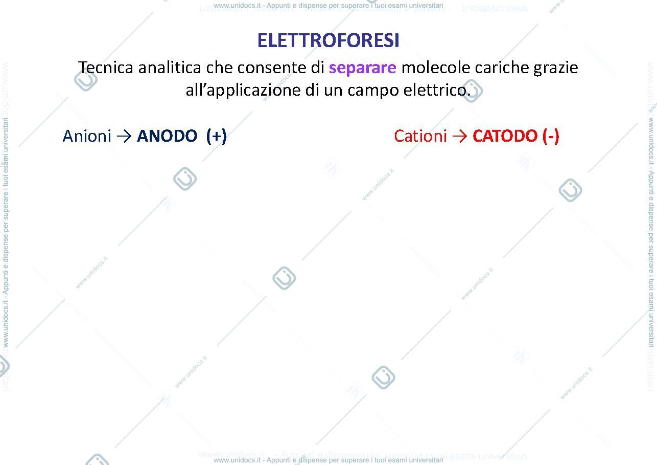 Anteprima pagina 3 — Elettroforesi-