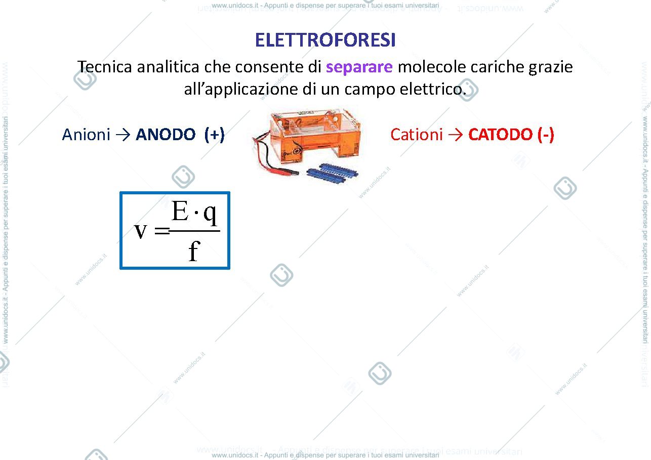 Anteprima pagina 4 — Elettroforesi-