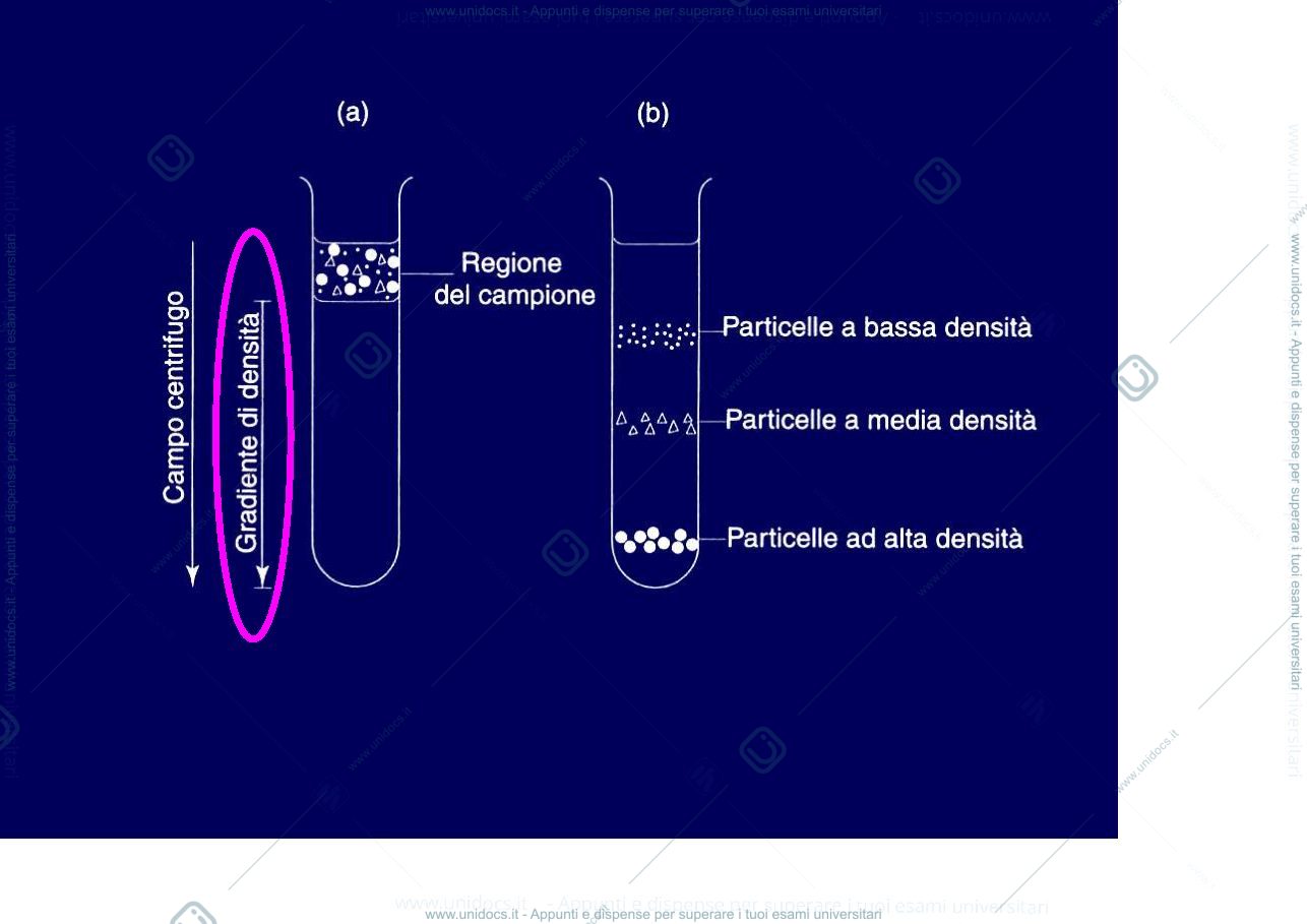 Anteprima pagina 4 —  Tecniche separative