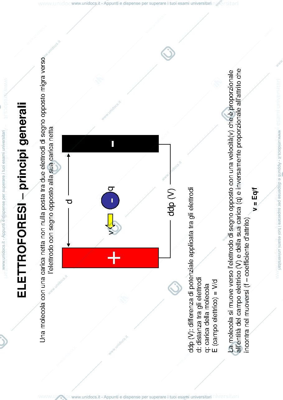 Anteprima pagina 1 — Elettroforesi 1