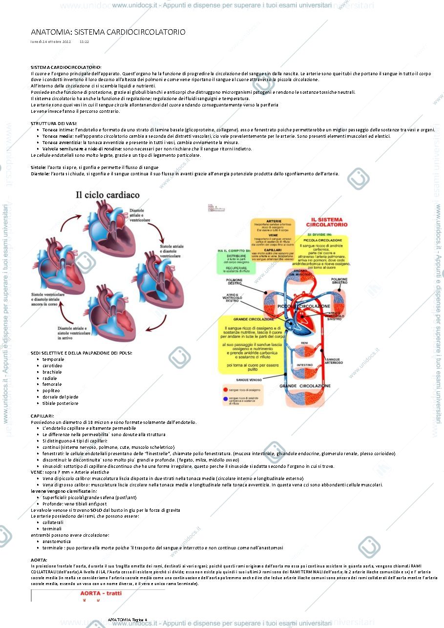 Anteprima pagina 4 — ANATOMIA PONTEDERA MORUCCI
