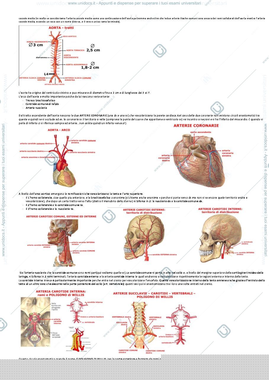 Anteprima pagina 5 — ANATOMIA PONTEDERA MORUCCI