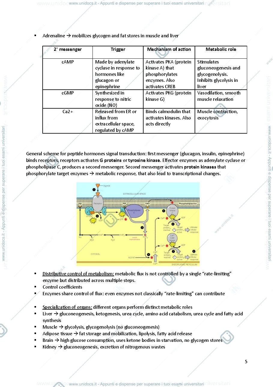 Anteprima pagina 5 — METABOLIC BIOCHEMISTRY 