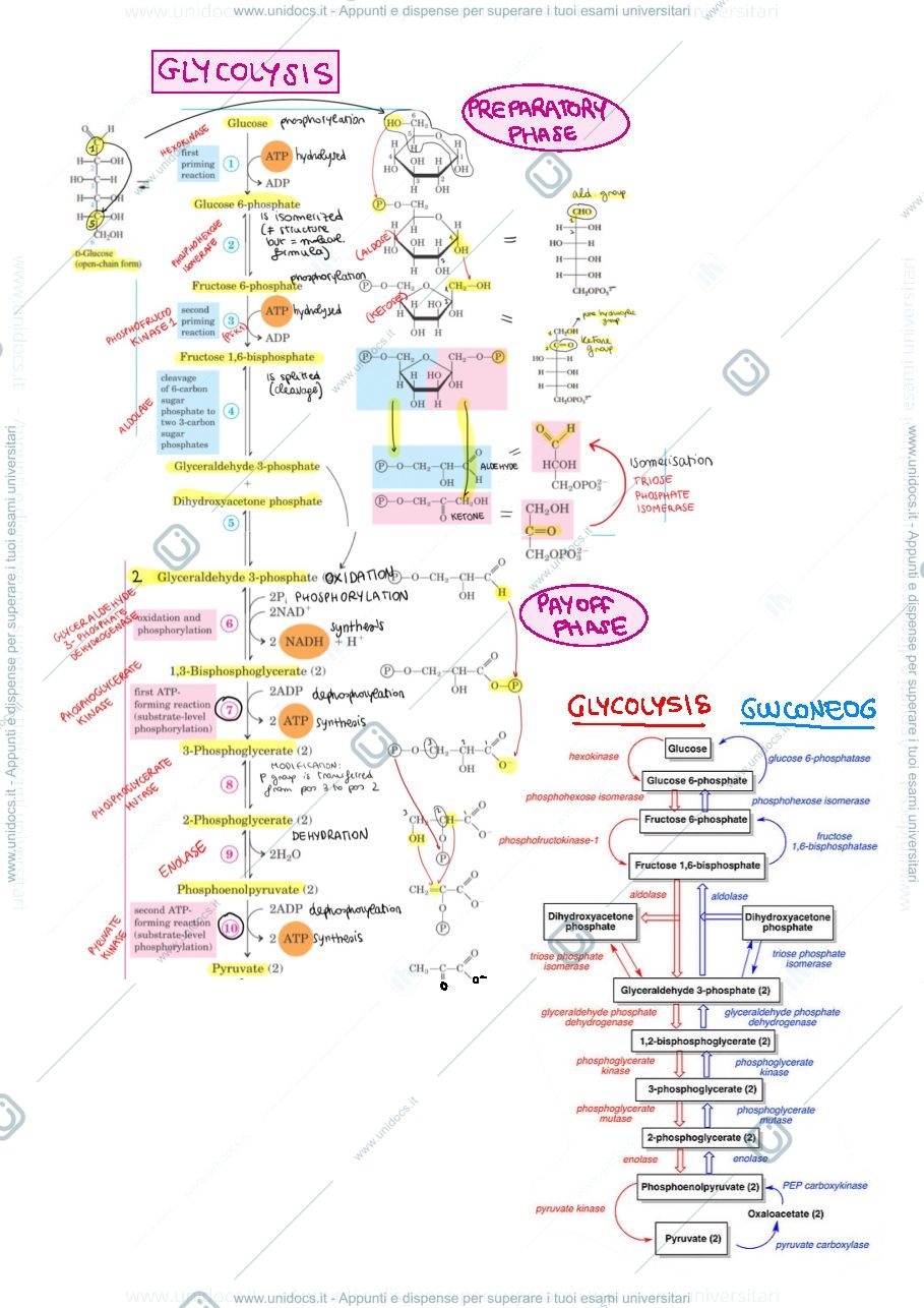 Anteprima pagina 1 — Metabolomics