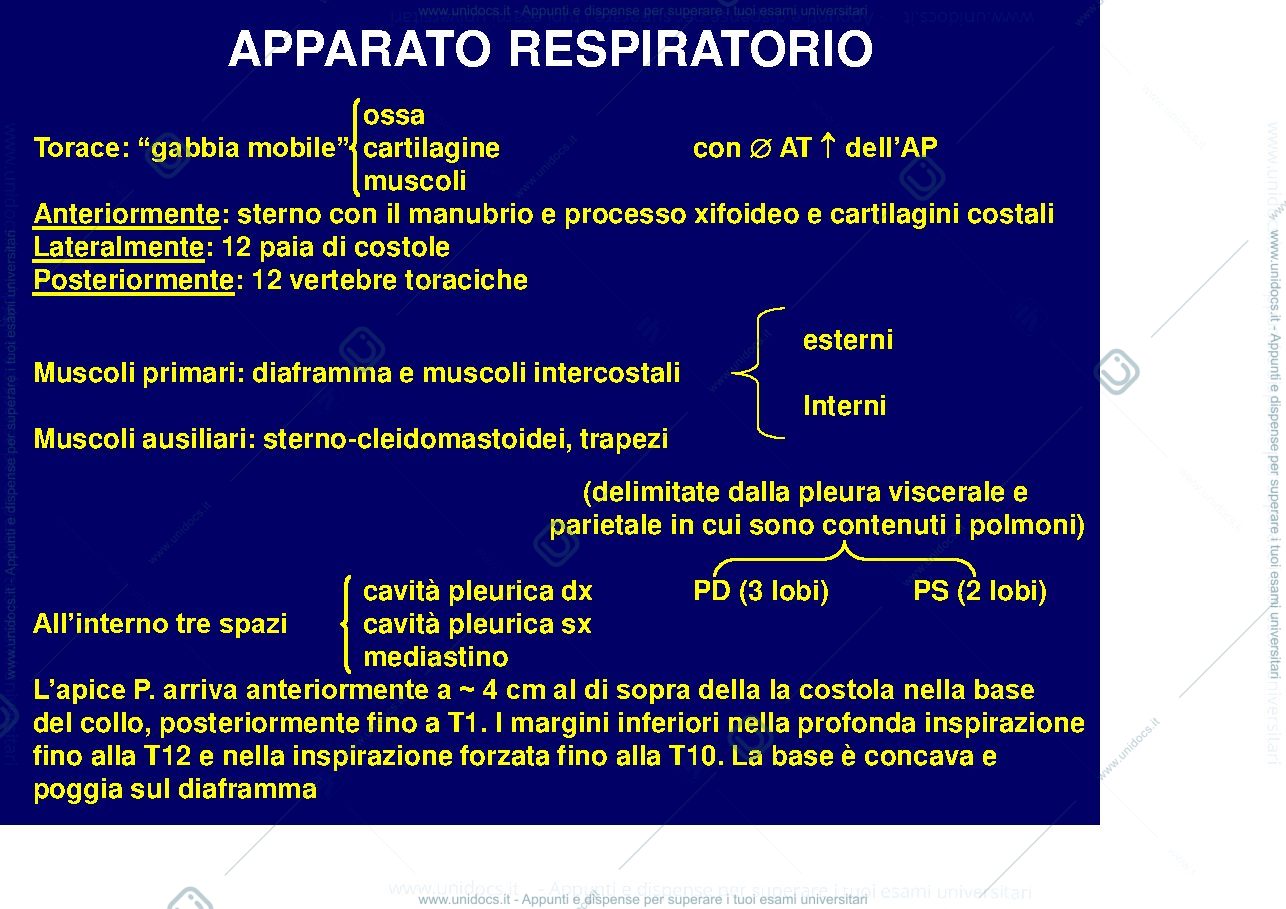 Anteprima pagina 1 — Apparato respiratorio