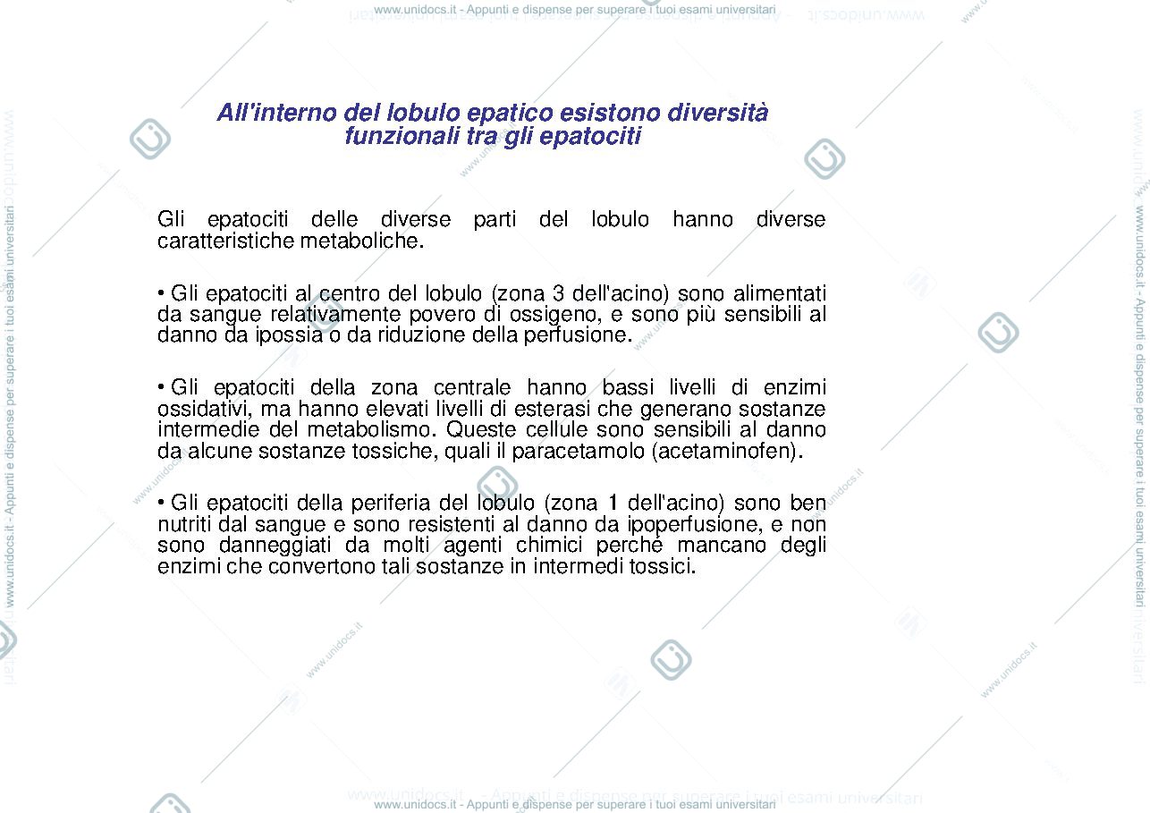 Anteprima pagina 1 — fegato
