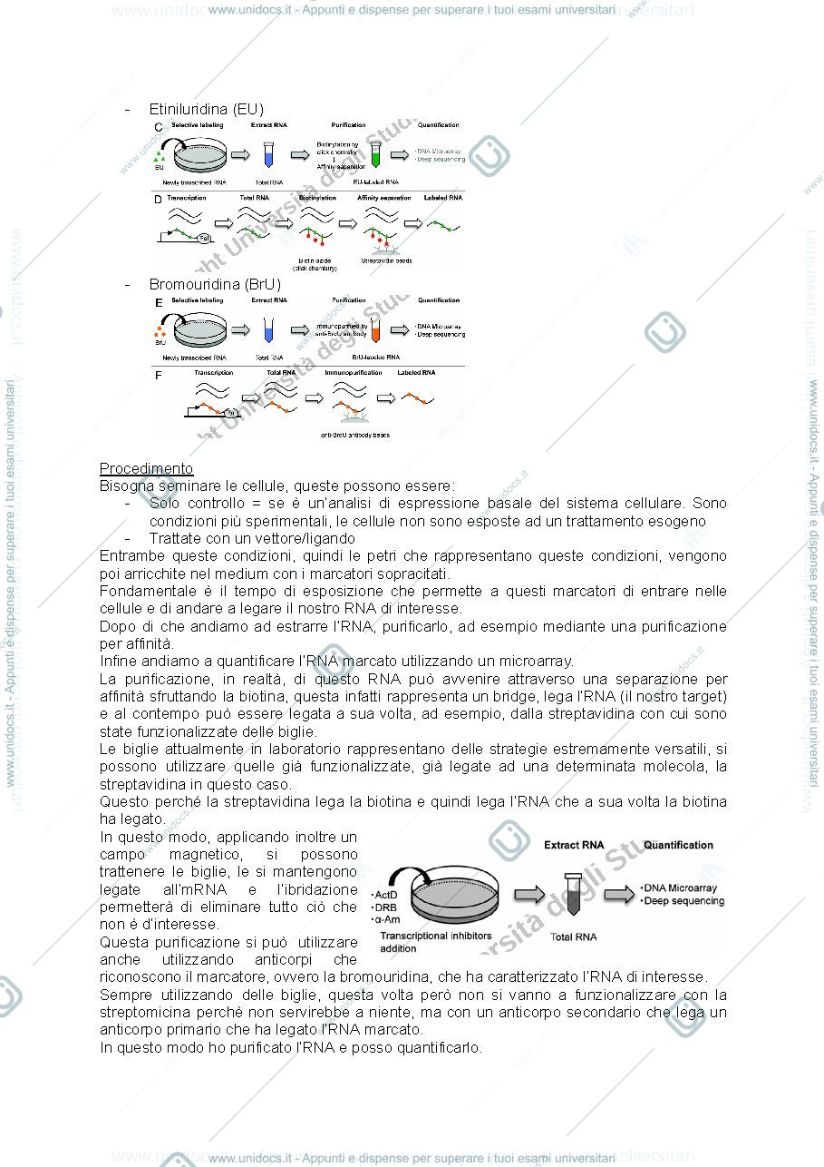 Anteprima pagina 4 — METODOLOGIE BIOCHIMICHE