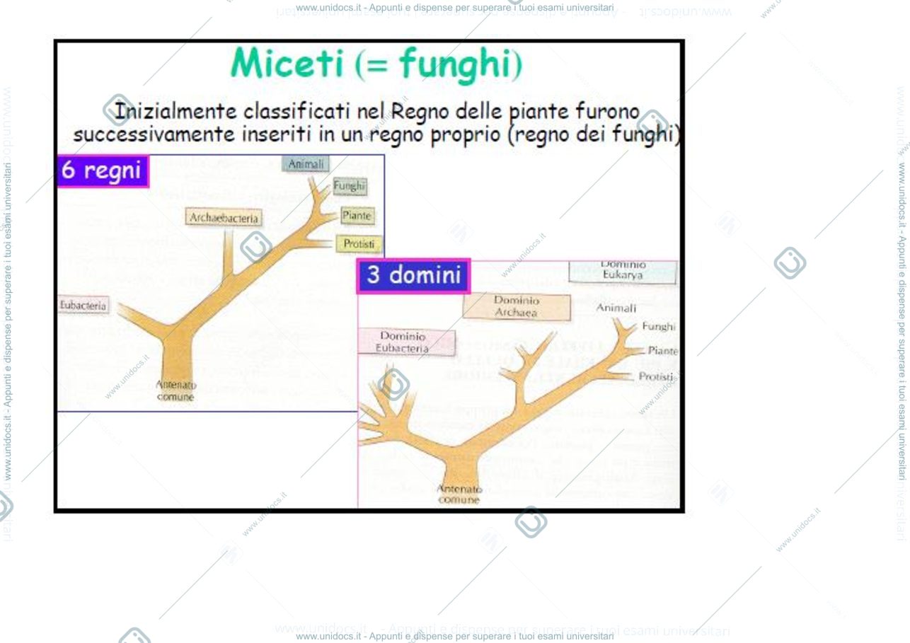 Anteprima pagina 2 — funghi 