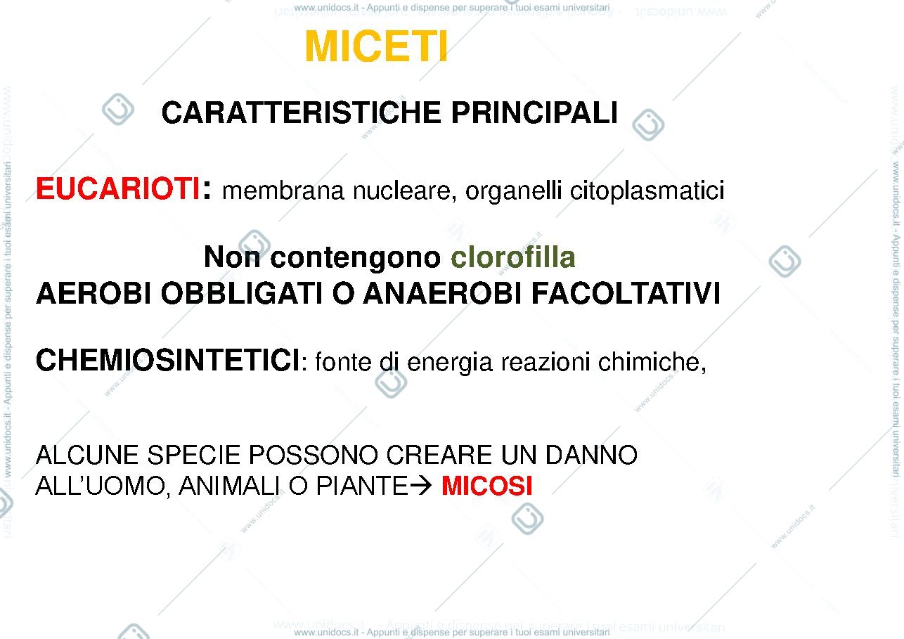 Anteprima pagina 3 — funghi 