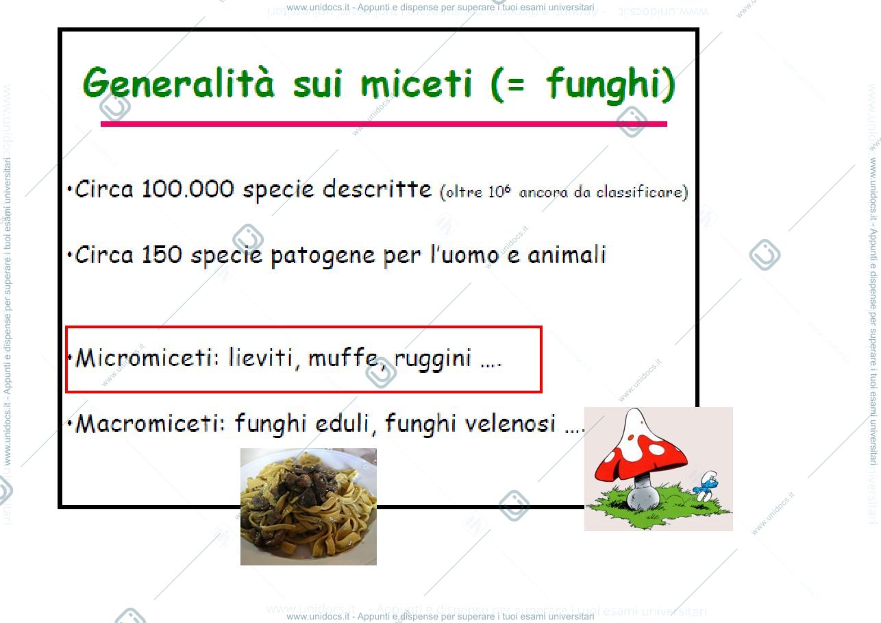 Anteprima pagina 4 — funghi 