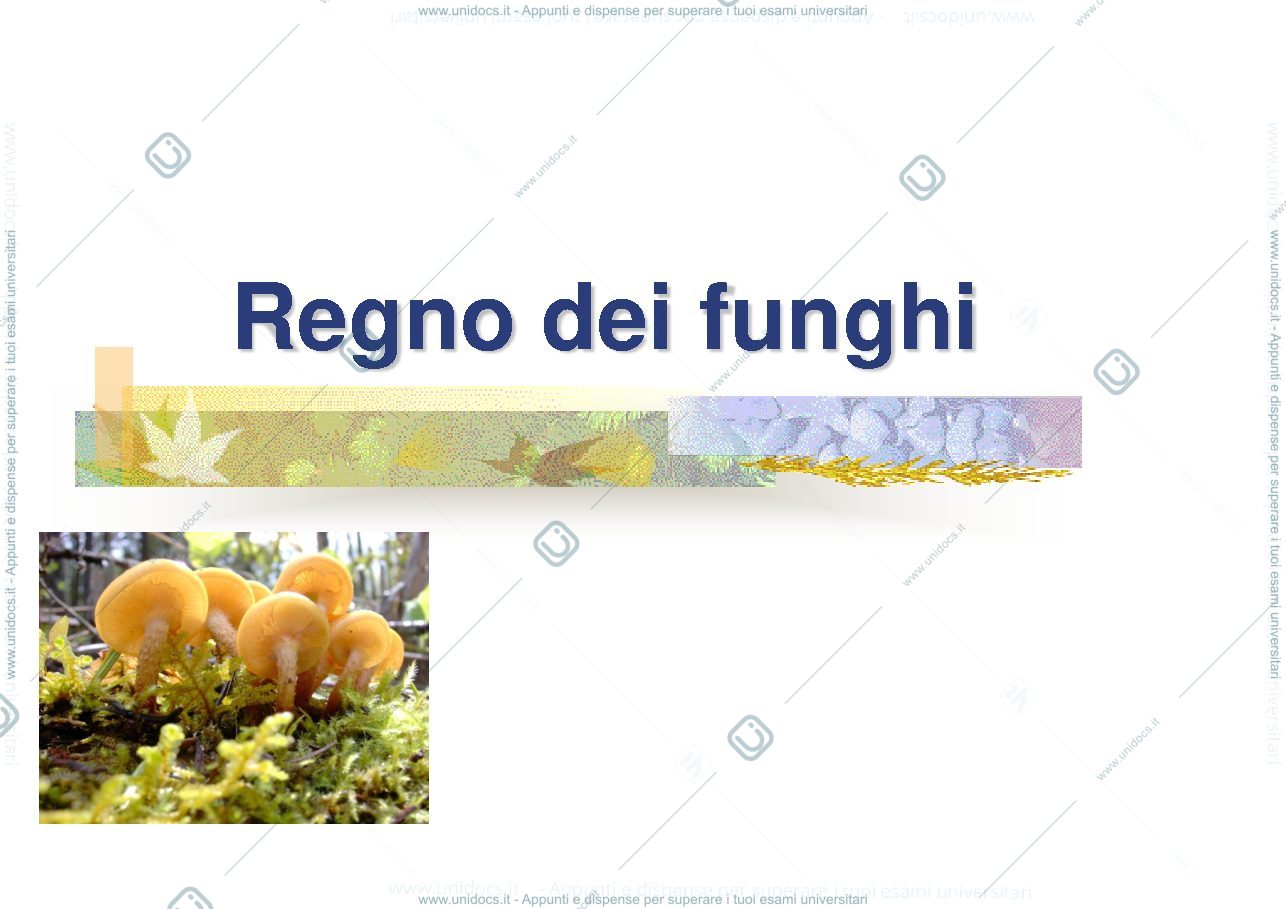 Anteprima pagina 1 — regno dei funghi