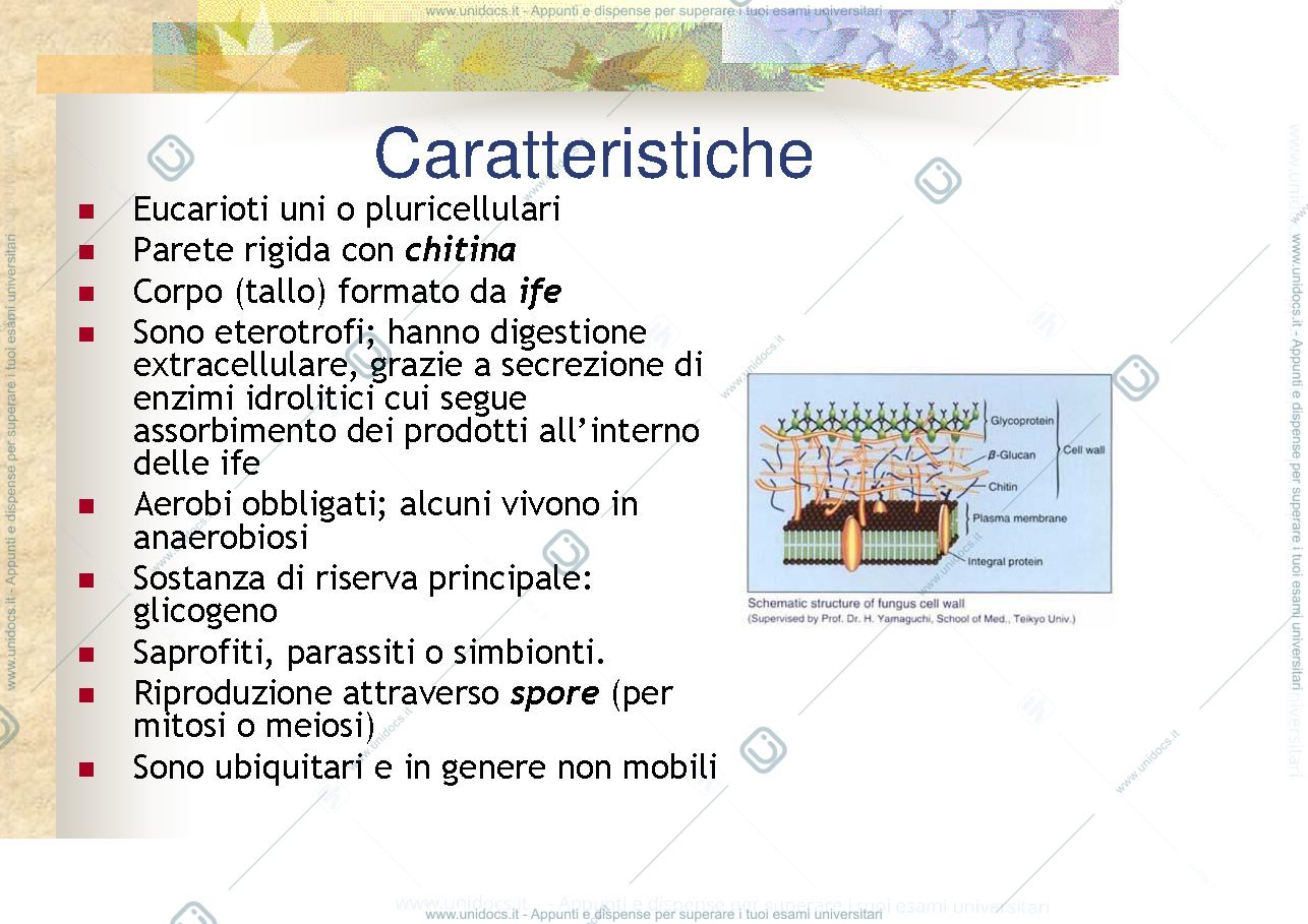 Anteprima pagina 2 — regno dei funghi