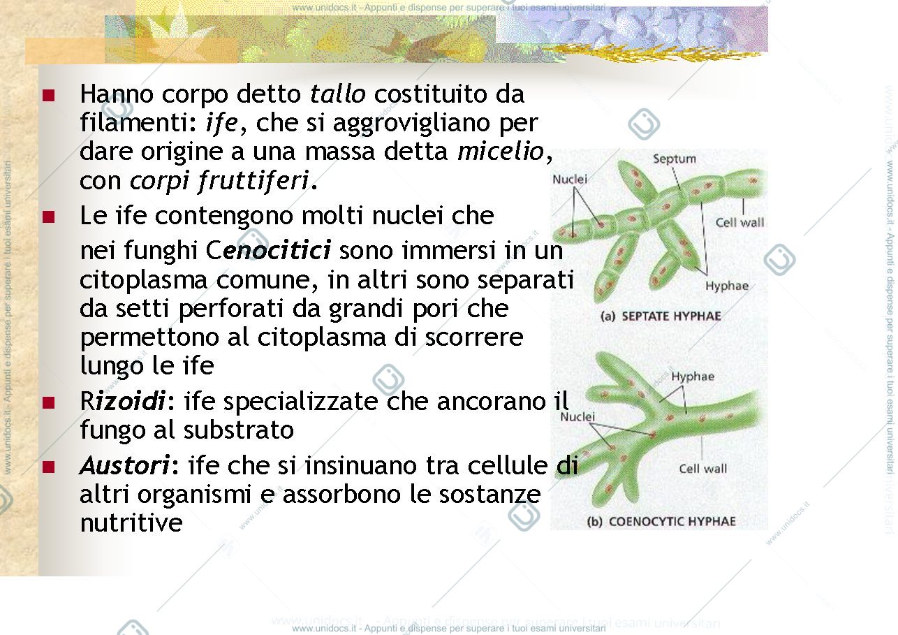 Anteprima pagina 3 — regno dei funghi
