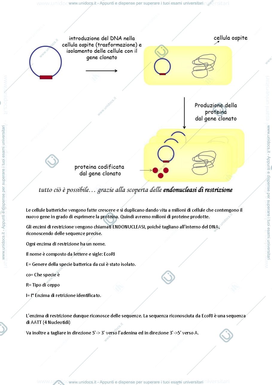 Anteprima pagina 2 — Prima Lezione - Metodologie per la produzione e caratterizzazione di biomolecole