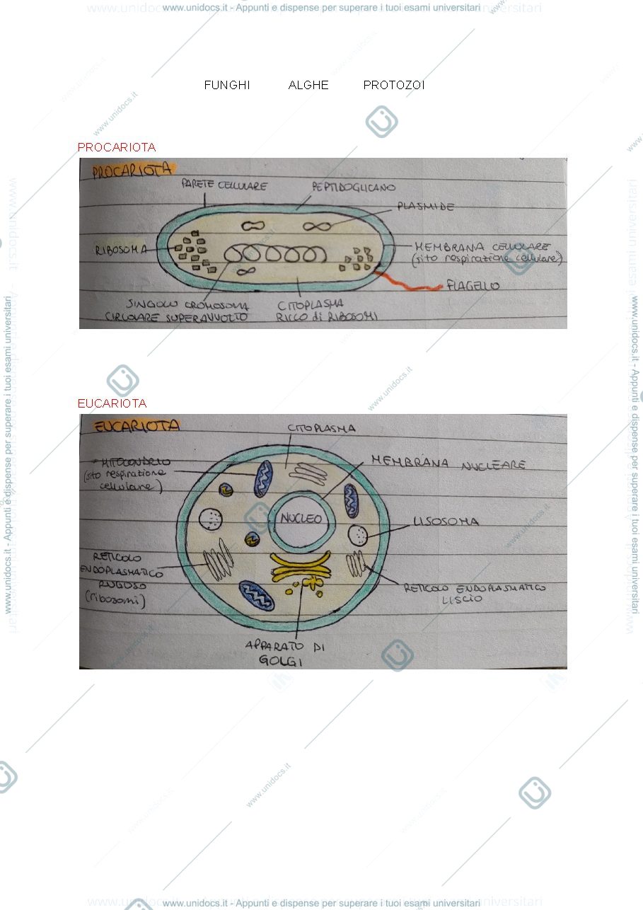 Anteprima pagina 4 — MICROBIOLOGIA AGRARIA riassunto