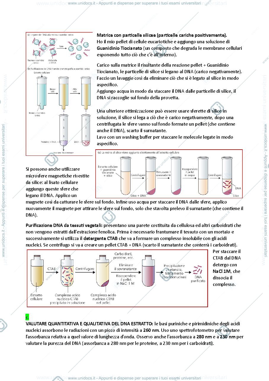 Anteprima pagina 3 — Ingegneria genetica 