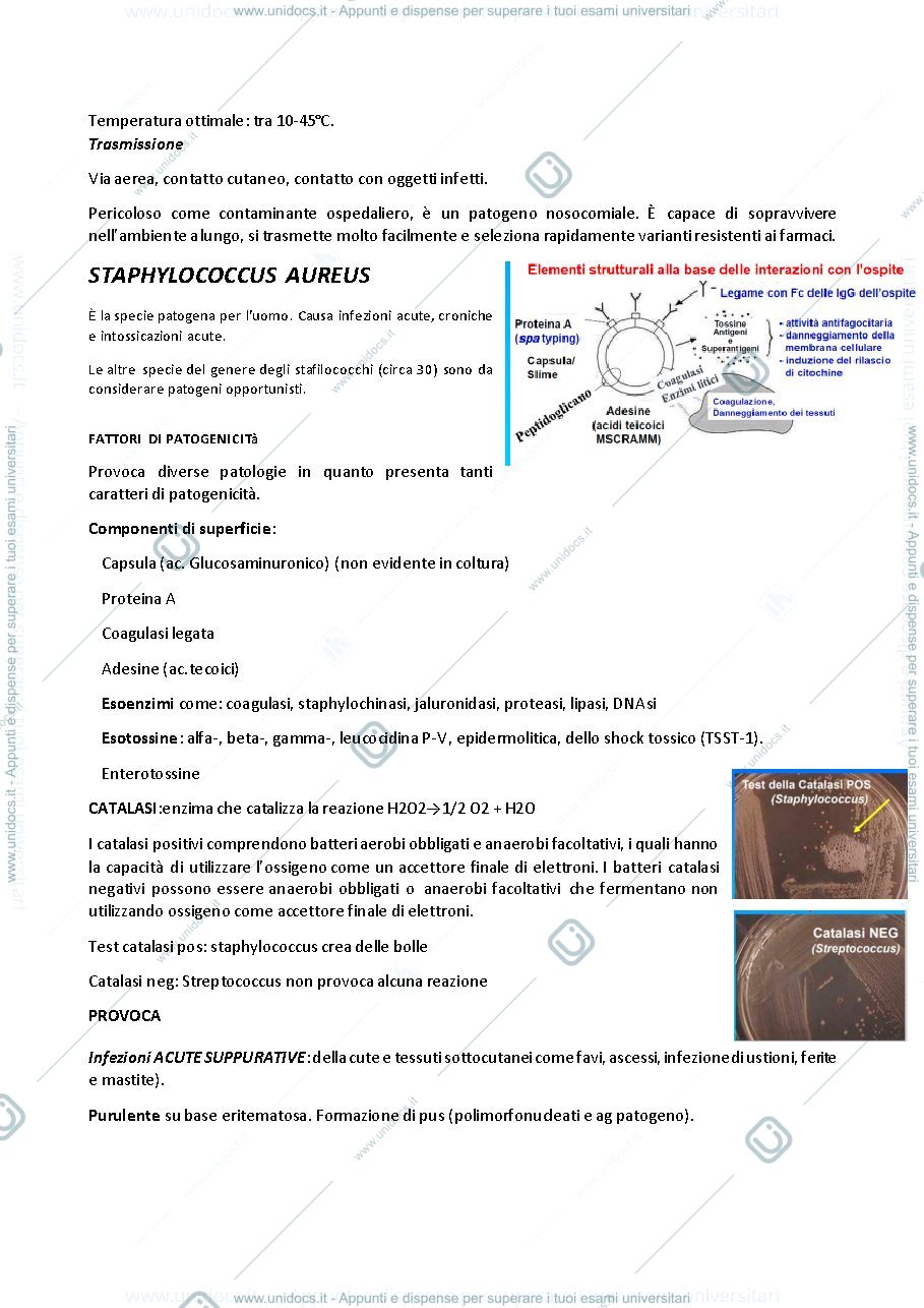Anteprima pagina 3 — Microbiologia 