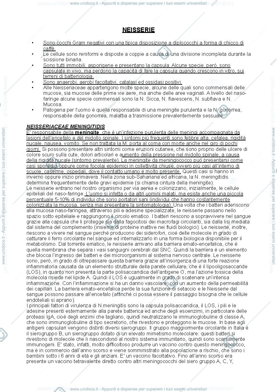 Anteprima pagina 1 — Neisserie