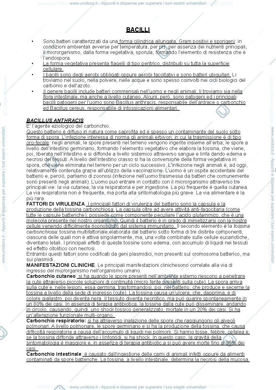Anteprima pagina 1 — Bacilli
