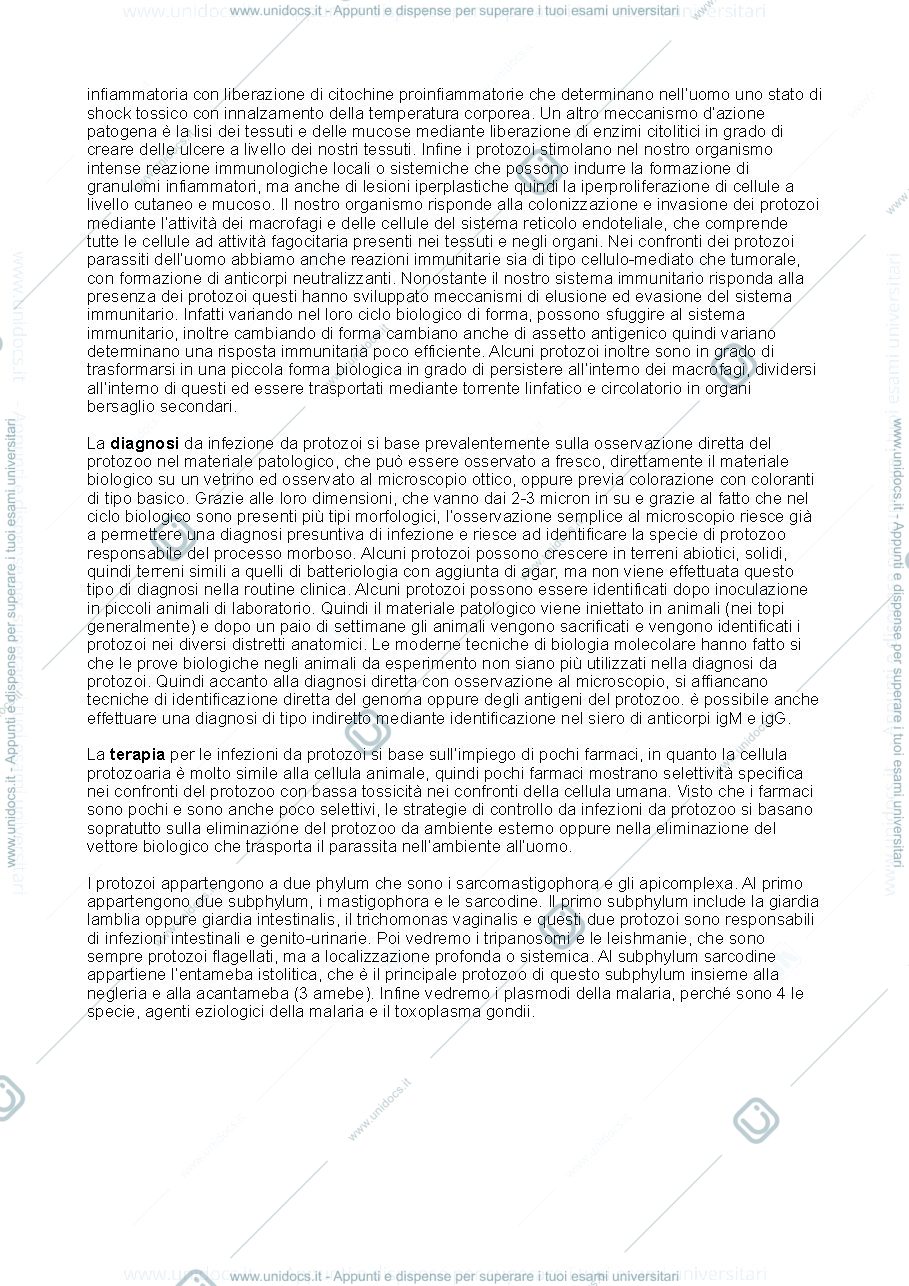 Anteprima pagina 2 — Protozoi