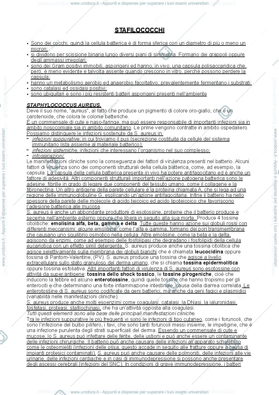 Anteprima pagina 1 — Stafilococchi