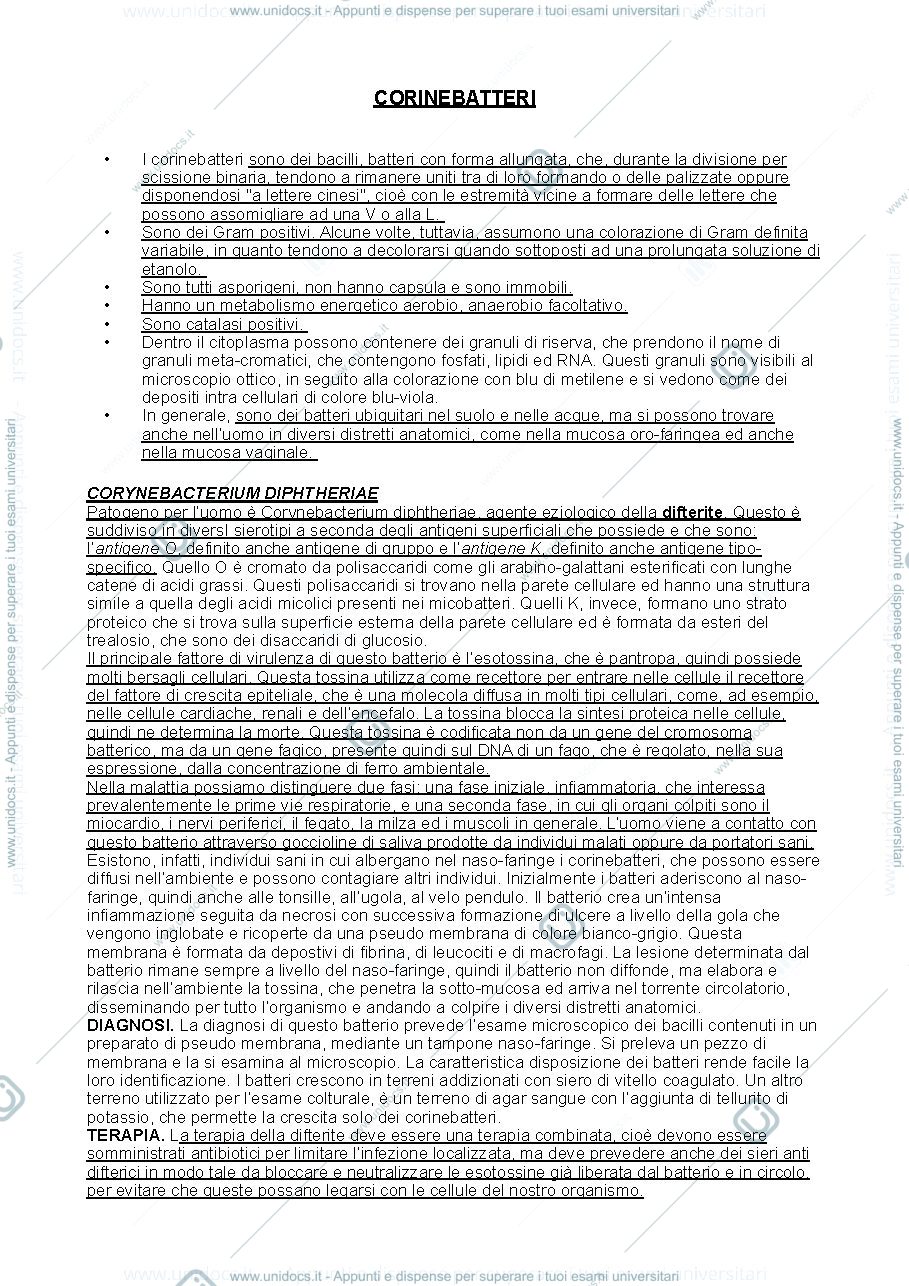 Anteprima pagina 1 — Corinebatteri