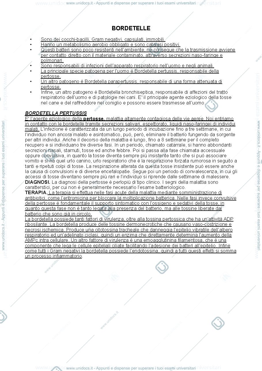 Anteprima pagina 1 — Bordetelle