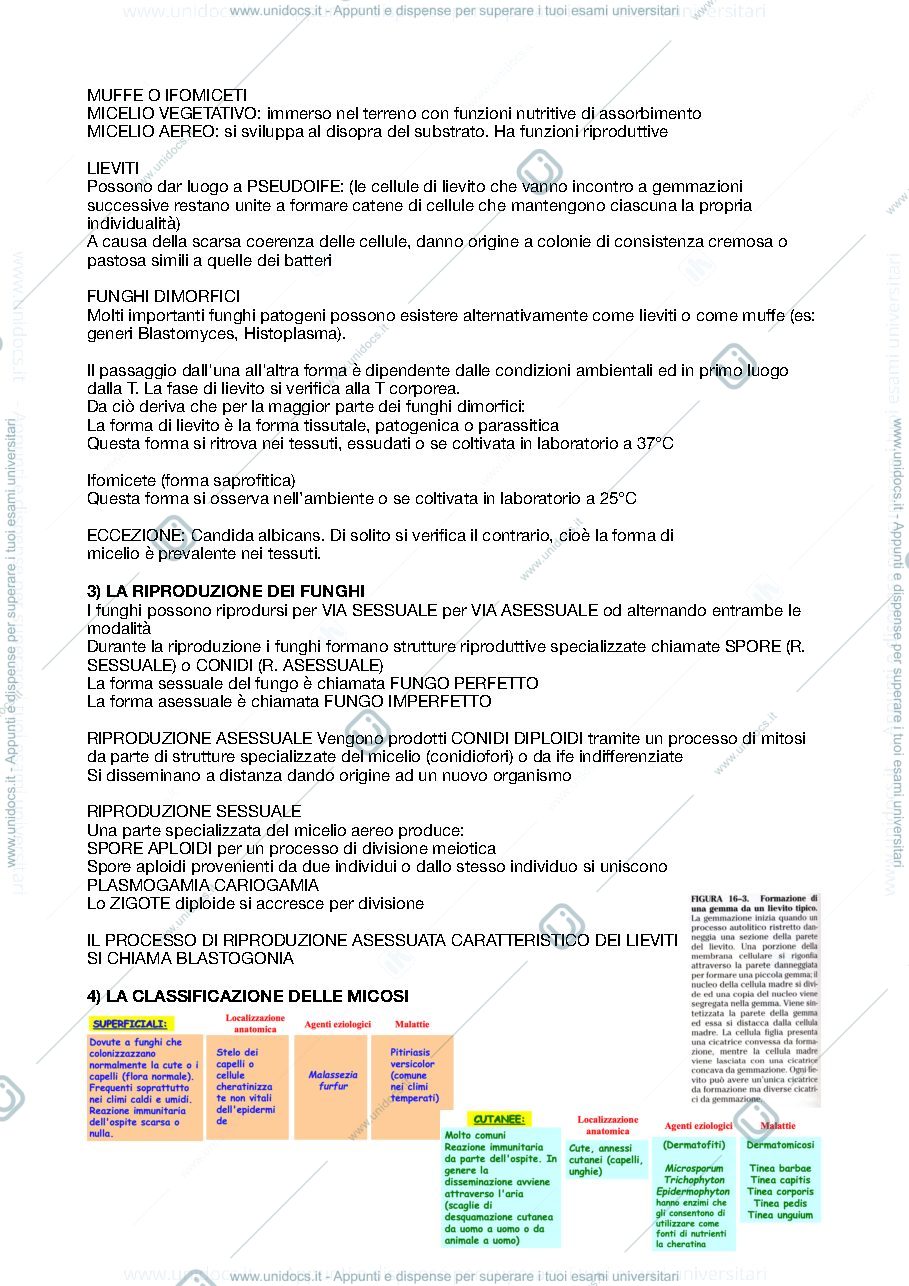 Anteprima pagina 2 — Funghi 