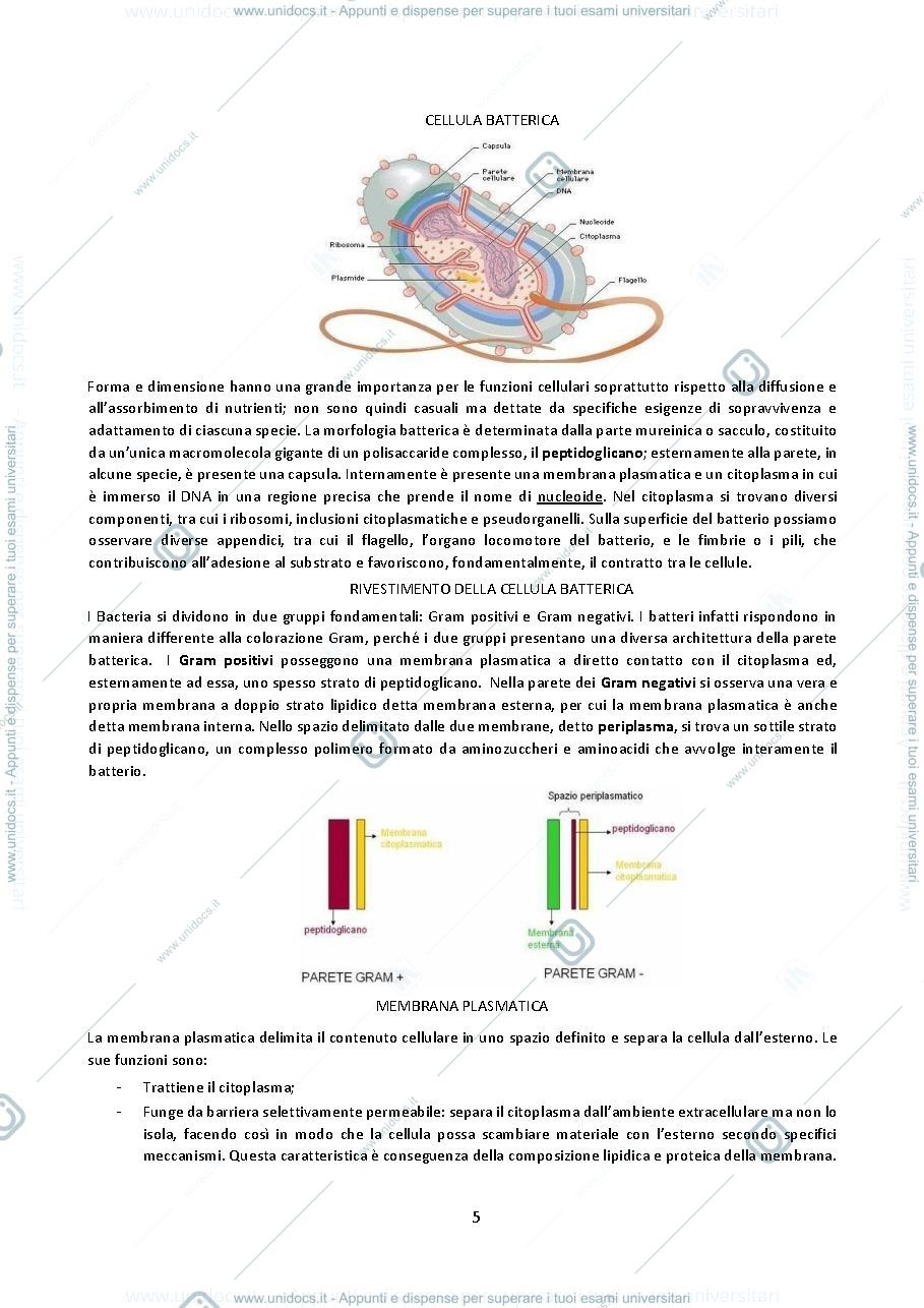 Anteprima pagina 5 — microbiologia