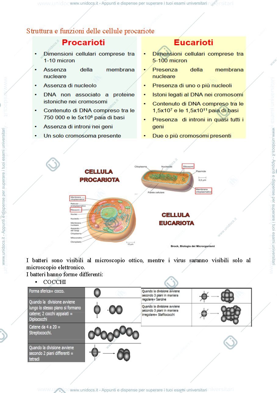 Anteprima pagina 2 — microbiologia 
